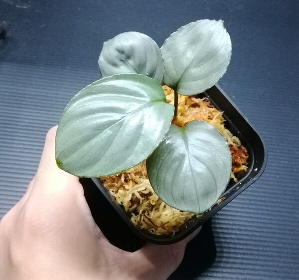 KZT便 Homalomena aluminum ホマロメナ アルミニウム パルダリウム ジメジメ系植物 熱帯植物