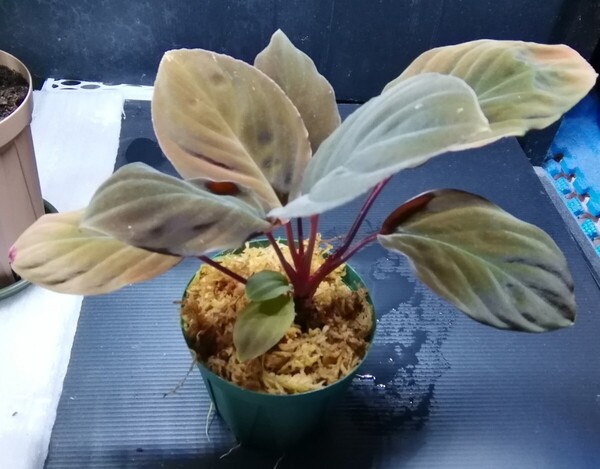 Homalomena humilis red パルダリウム ジメジメ系植物 ホマロメナフミリスレッド アロイド