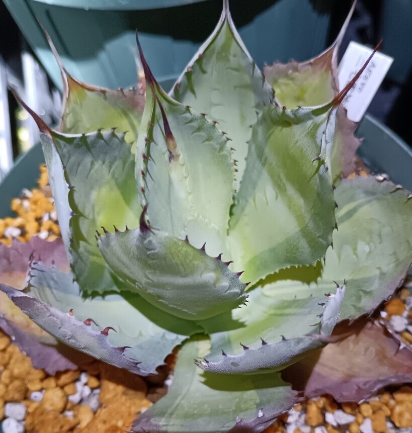アガベ 三宅雷神 極白中縞斑 Agave sp 'Miyake Raizin variegata