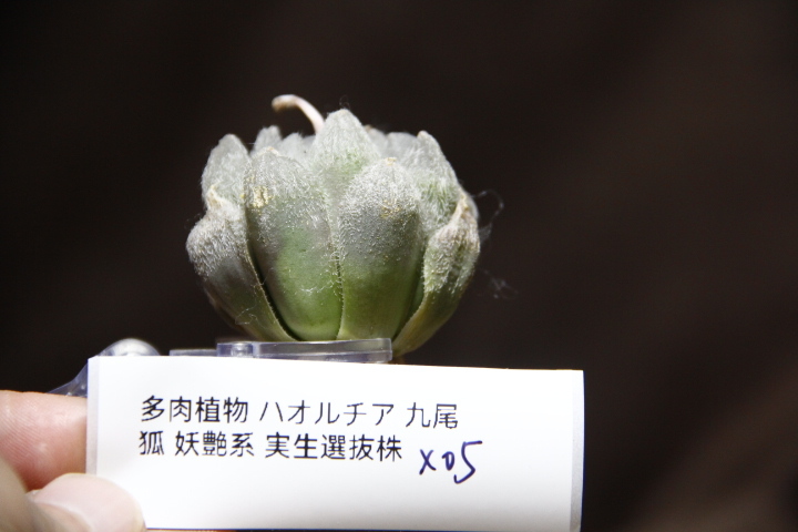Yahoo!オークション -「九尾狐」(サボテン) (観葉植物)の落札 Yahoo!オークション -「九尾狐」(サボテン) (観葉植物)の落札