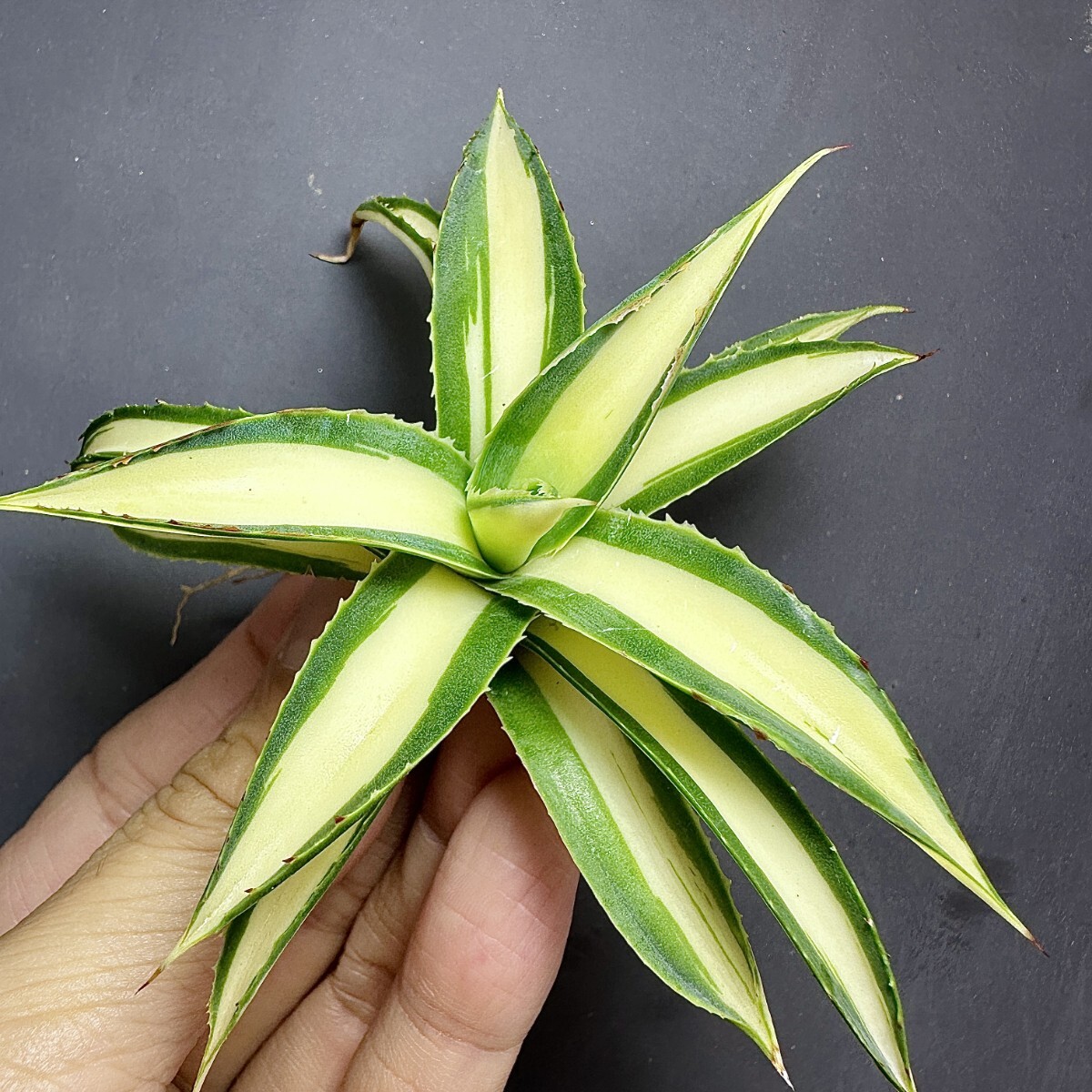 Yahoo!オークション -「黄中斑」(アガベ) (観葉植物)の落札相場 Yahoo!オークション -「黄中斑」(アガベ) (観葉植物)の落札相場