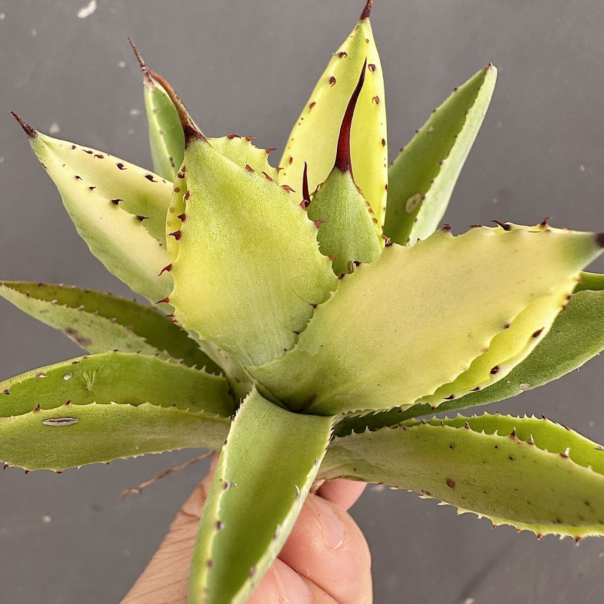 Yahoo!オークション -「糊斑」(アガベ) (観葉植物)の落札相場 Yahoo!オークション -「糊斑」(アガベ) (観葉植物)の落札相場