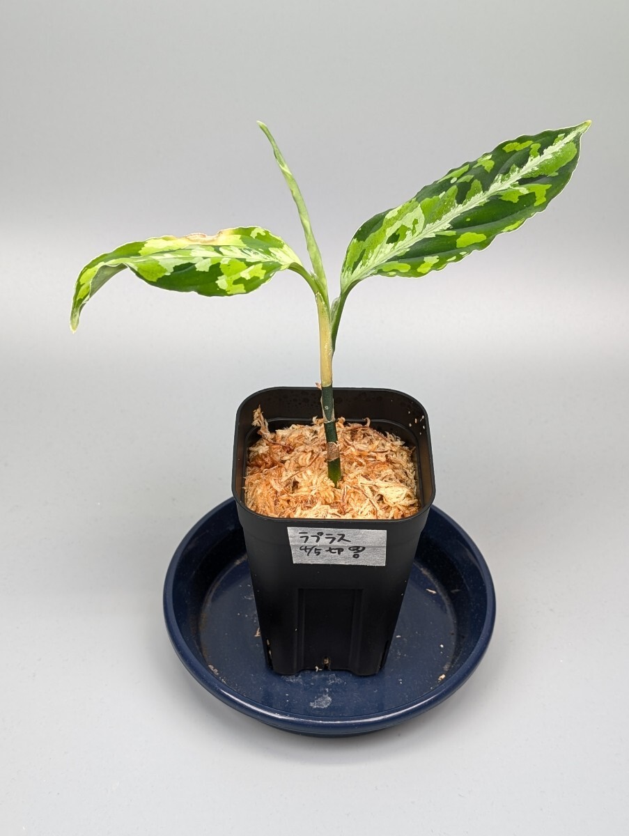 Yahoo!オークション -「ラプラス」(観葉植物) の落札相場・落札価格 Yahoo!オークション -「ラプラス」(観葉植物) の落札相場・落札価格
