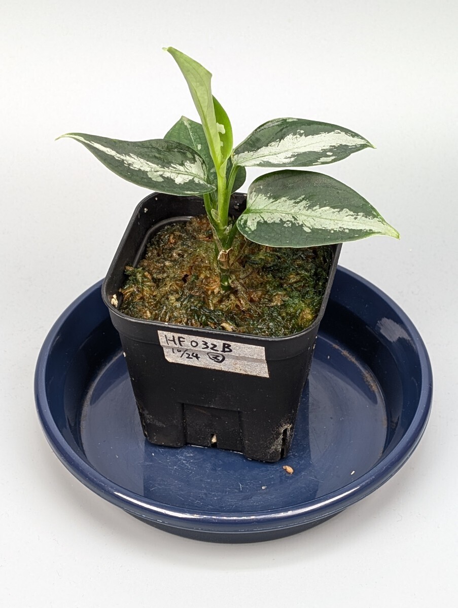 Yahoo!オークション -「ラプラス」(観葉植物) の落札相場・落札価格 Yahoo!オークション -「ラプラス」(観葉植物) の落札相場・落札価格