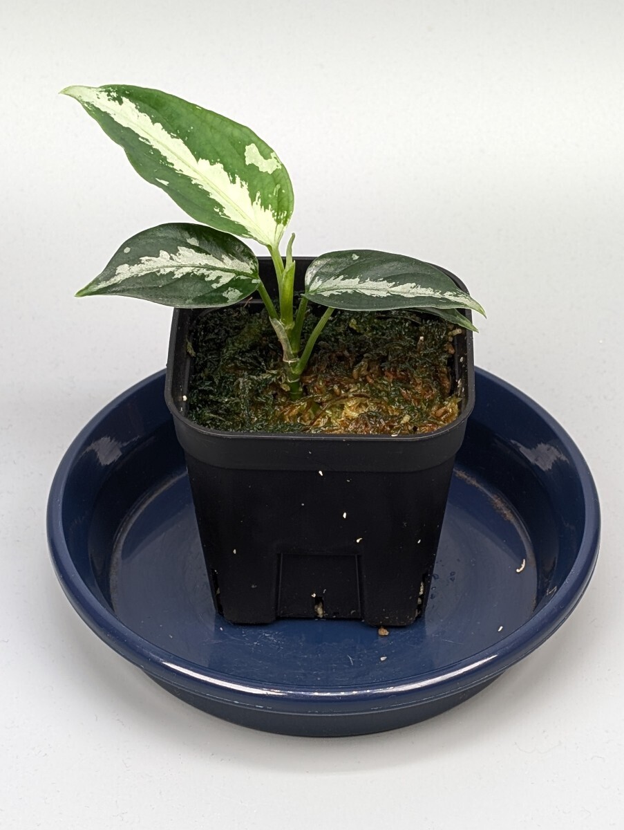 Yahoo!オークション -「ラプラス」(観葉植物) の落札相場・落札価格 Yahoo!オークション -「ラプラス」(観葉植物) の落札相場・落札価格