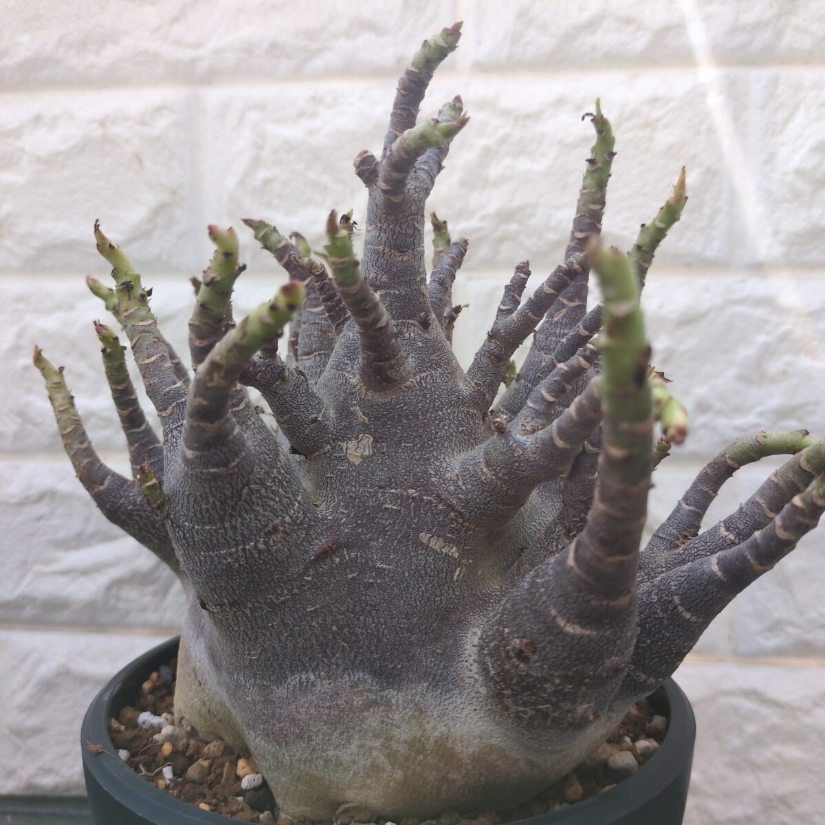 激レア】アデニウム アラビカム ブラック スキン 鉢植え