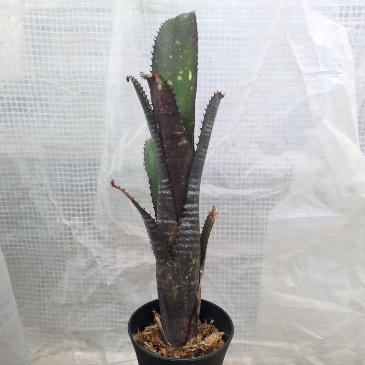 2025年最新】Yahoo!オークション -ビルベルギア(観葉植物)の中古