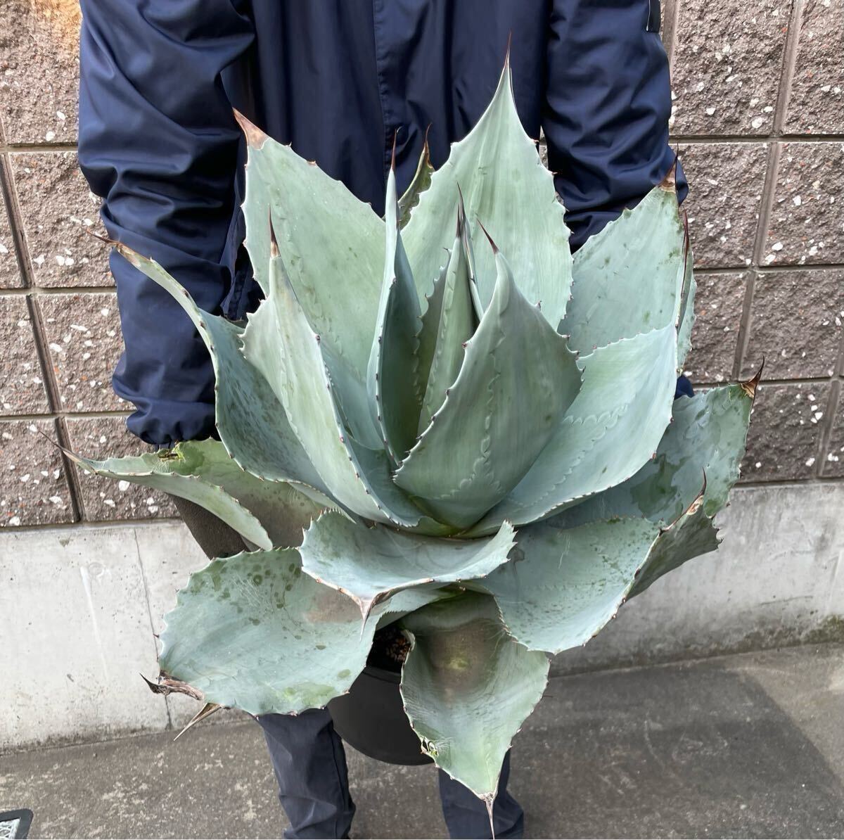 Yahoo!オークション -「フロスティ」(アガベ) (観葉植物)の落札 Yahoo!オークション -「フロスティ」(アガベ) (観葉植物)の落札