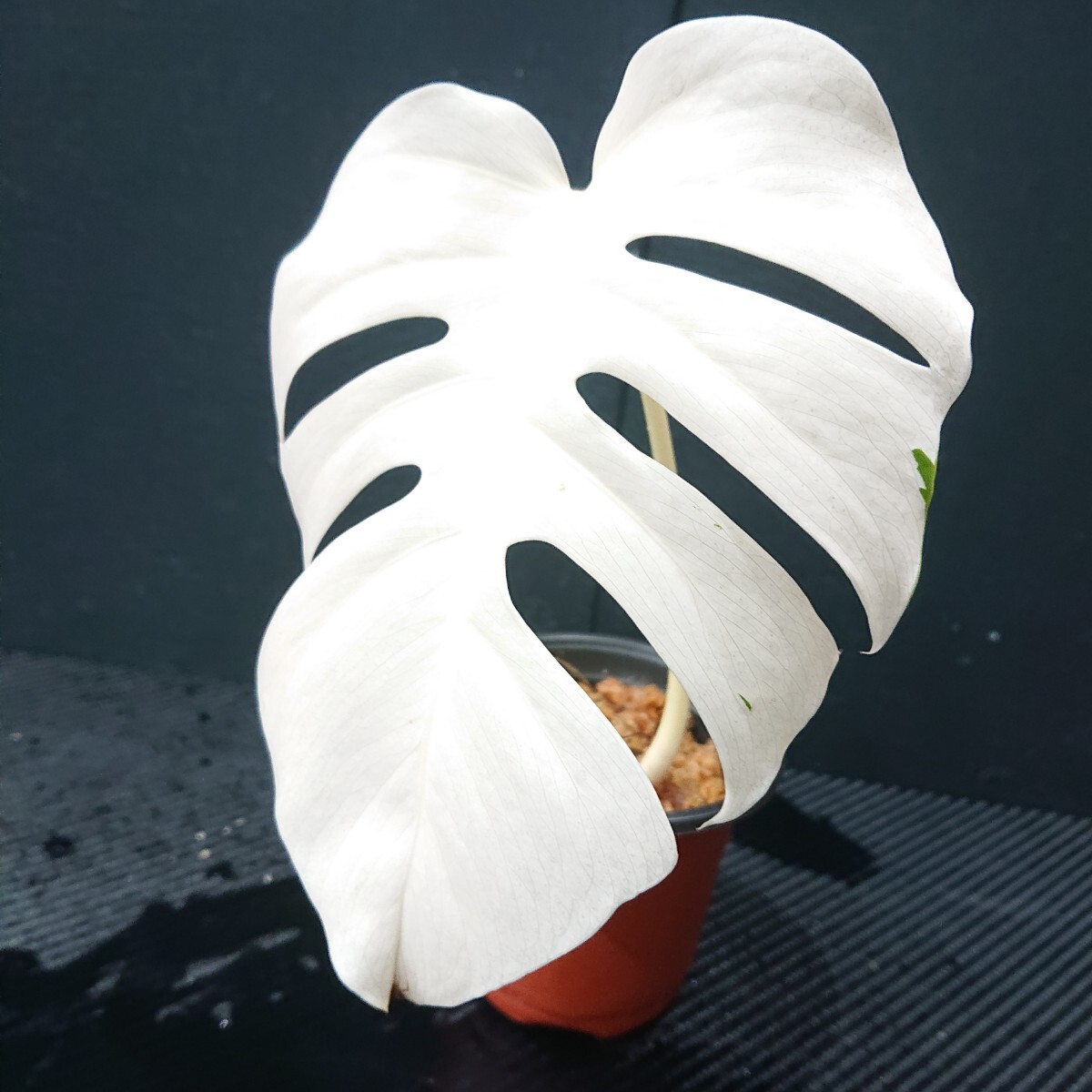 Yahoo!オークション -「フルムーン」(モンステラ) (観葉植物)の