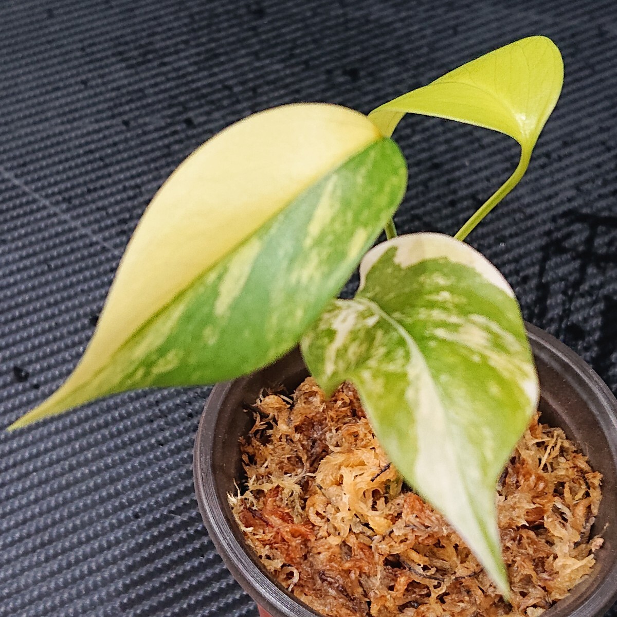 Yahoo!オークション -「フルムーン」(モンステラ) (観葉植物)の Yahoo!オークション -「フルムーン」(モンステラ) (観葉植物)の