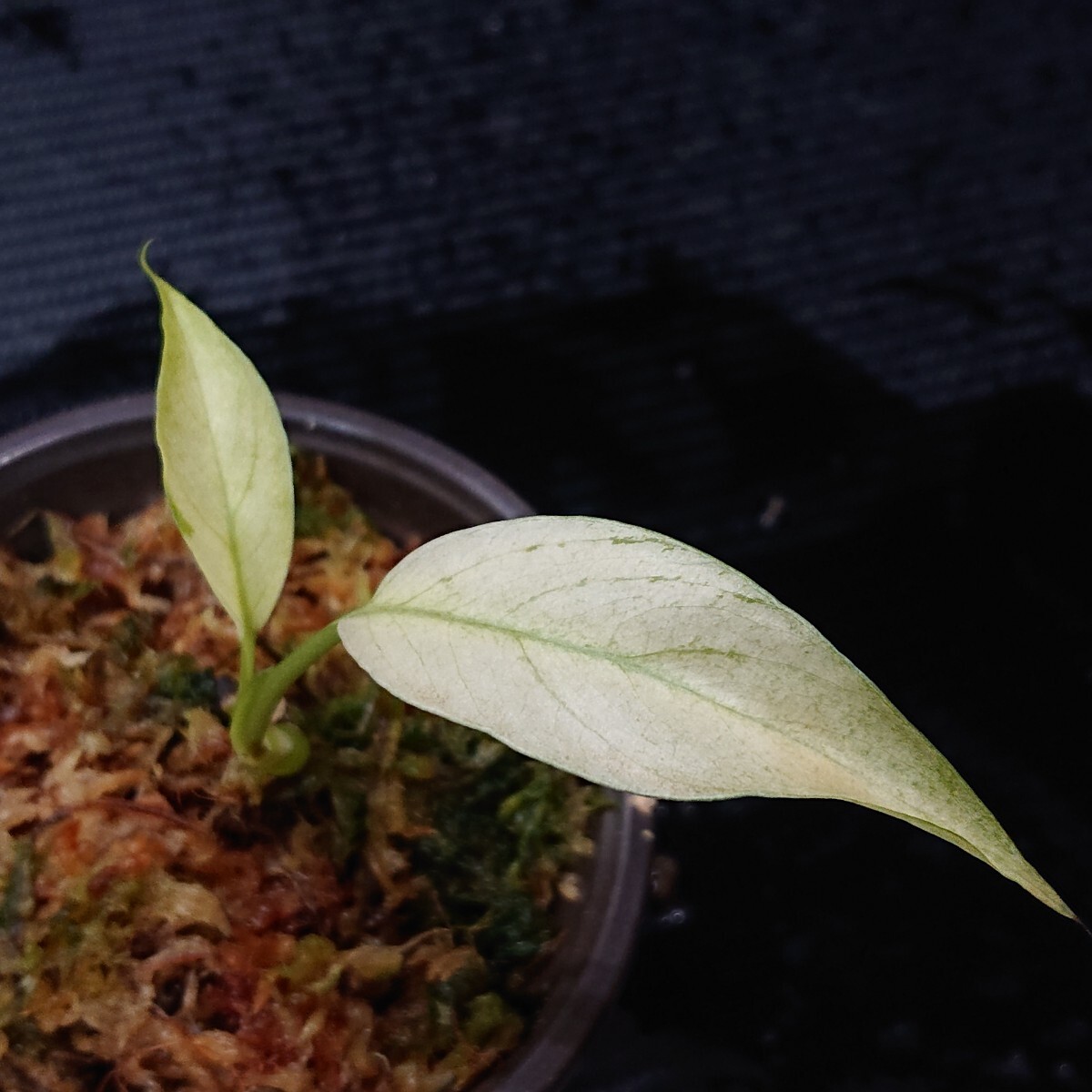Yahoo!オークション -「ミント」(モンステラ) (観葉植物)の落札 Yahoo!オークション -「ミント」(モンステラ) (観葉植物)の落札