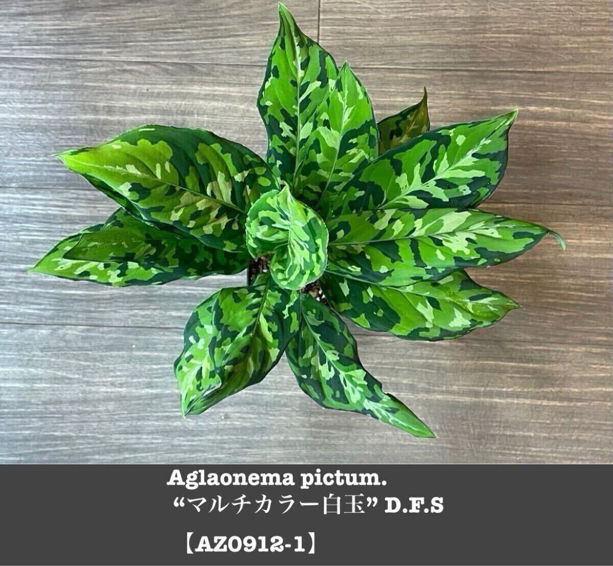 Yahoo!オークション -「白玉」(その他) (観葉植物)の落札相場 Yahoo!オークション -「白玉」(その他) (観葉植物)の落札相場