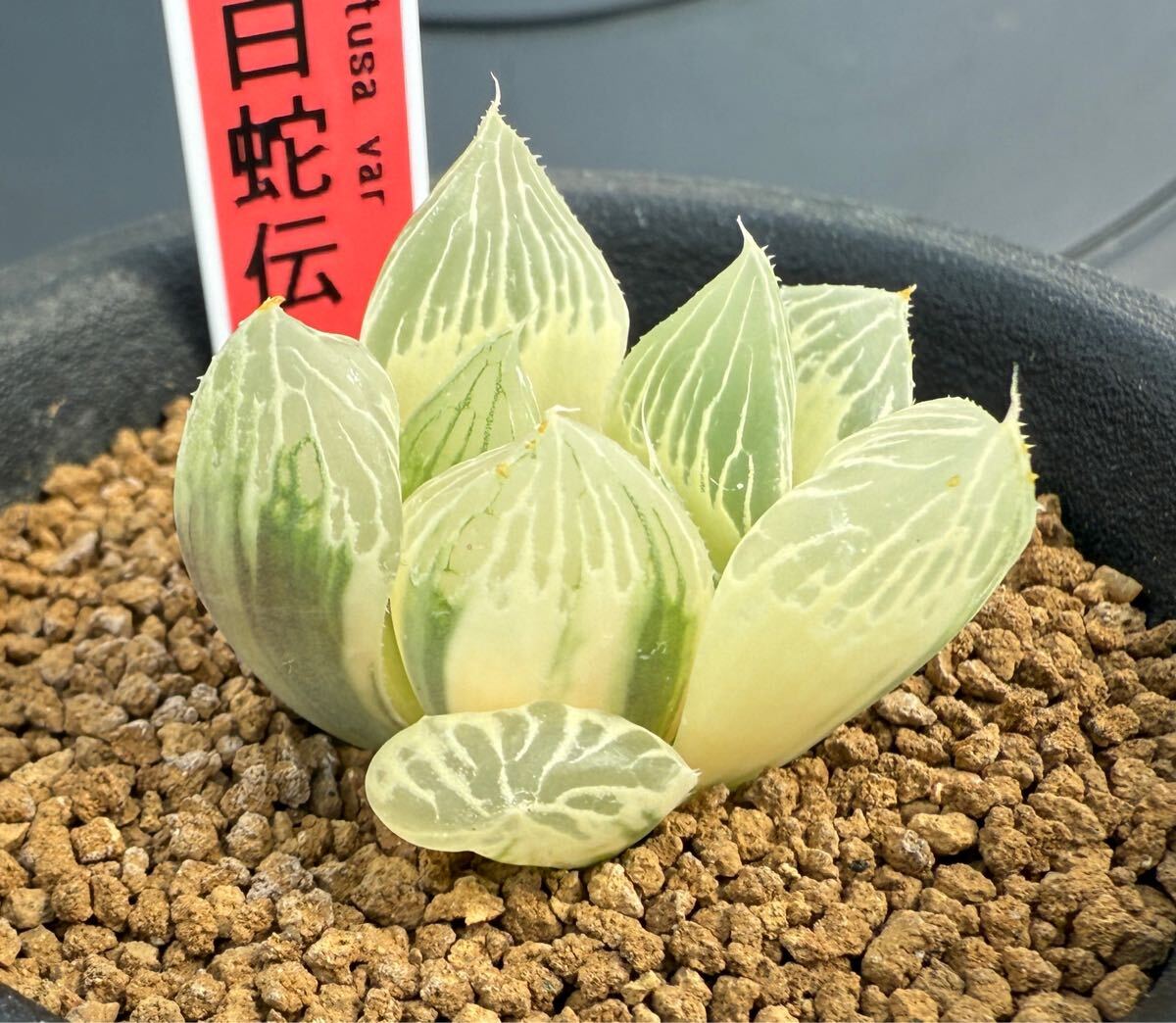 Yahoo!オークション -「ハオルチア 白蛇伝」(観葉植物) の落札 Yahoo!オークション -「ハオルチア 白蛇伝」(観葉植物) の落札