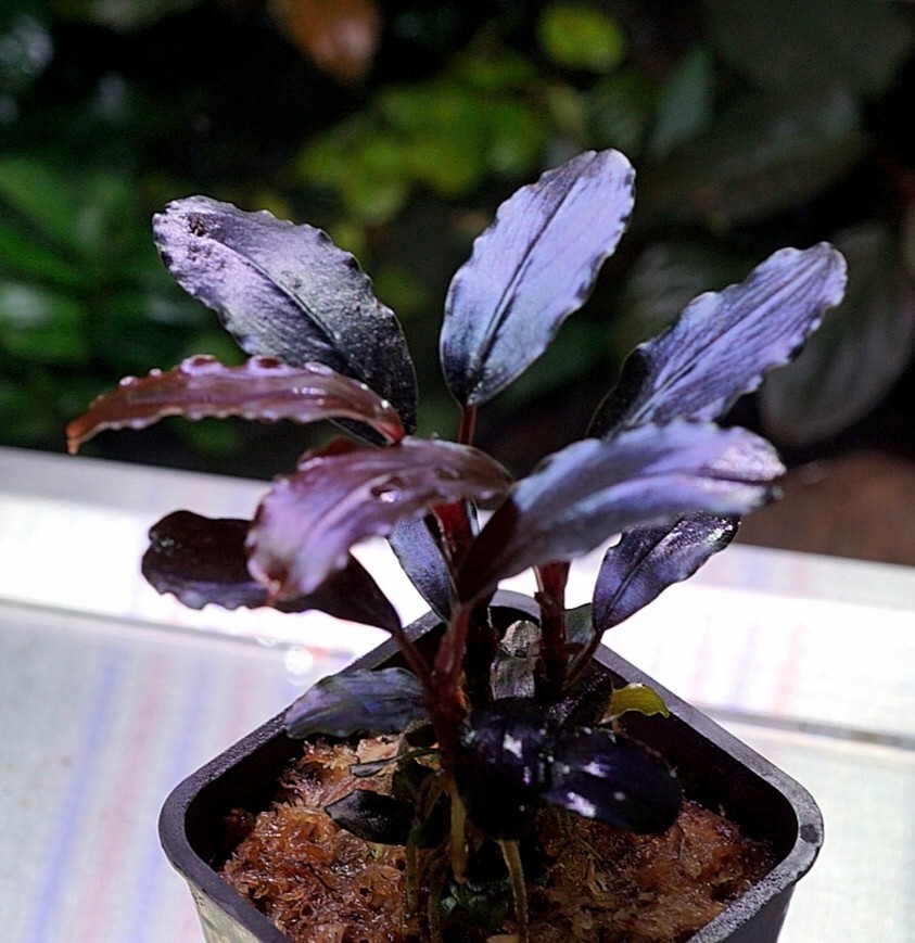 Yahoo!オークション -「ブセファランドラ」(観葉植物) の落札 Yahoo!オークション -「ブセファランドラ」(観葉植物) の落札