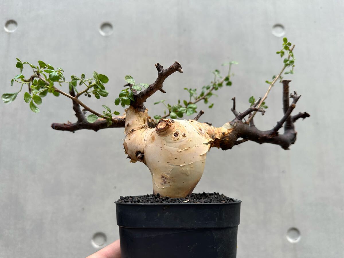 Commiphora kataf pure コミフォラ ピュアカタフ 発根済現地株 1