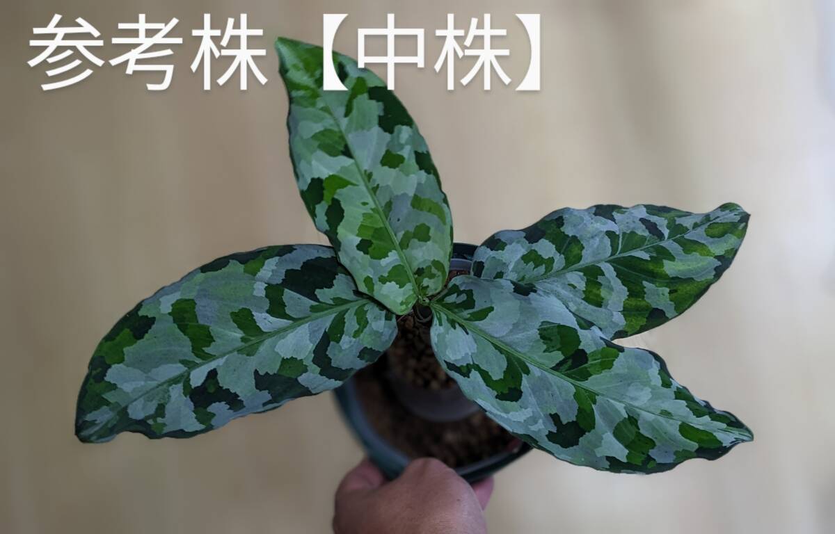 Yahoo!オークション -「deep forest deep forest」(観葉植物) の Yahoo!オークション -「deep forest deep forest」(観葉植物) の