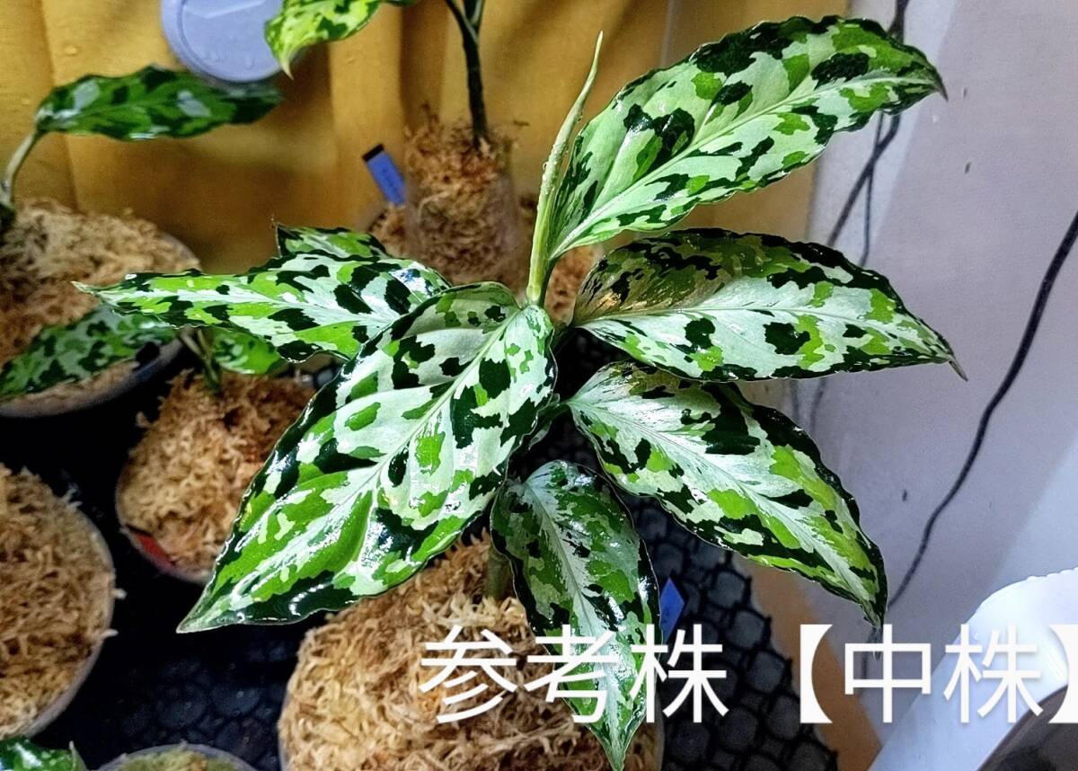 Yahoo!オークション -「ラプラス」(観葉植物) の落札相場・落札価格 Yahoo!オークション -「ラプラス」(観葉植物) の落札相場・落札価格