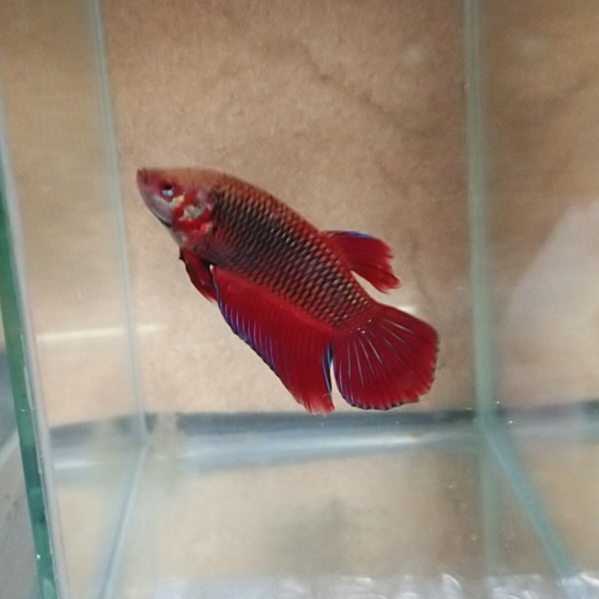 Yahoo!オークション -「ワイルドベタ」(淡水魚) (熱帯魚)の落札