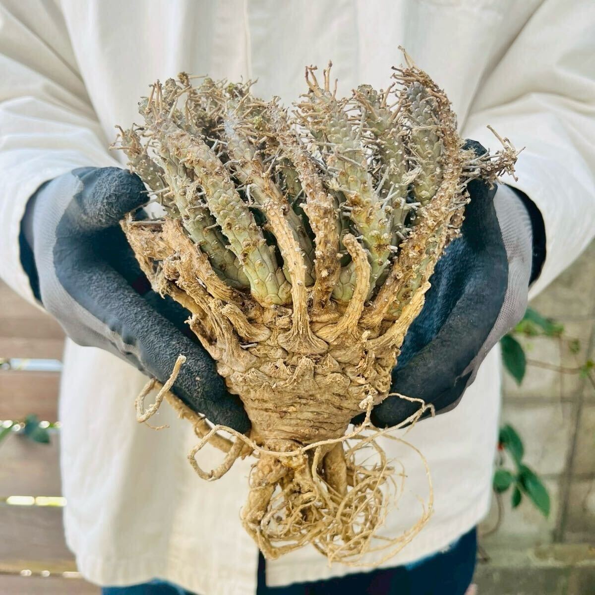 Yahoo!オークション -「euphorbia fusca」の落札相場・落札価格 Yahoo!オークション -「euphorbia fusca」の落札相場・落札価格