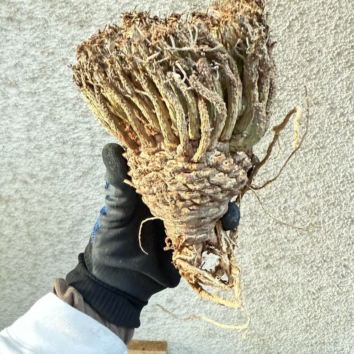 Yahoo!オークション -「euphorbia fusca」の落札相場・落札価格 Yahoo!オークション -「euphorbia fusca」の落札相場・落札価格