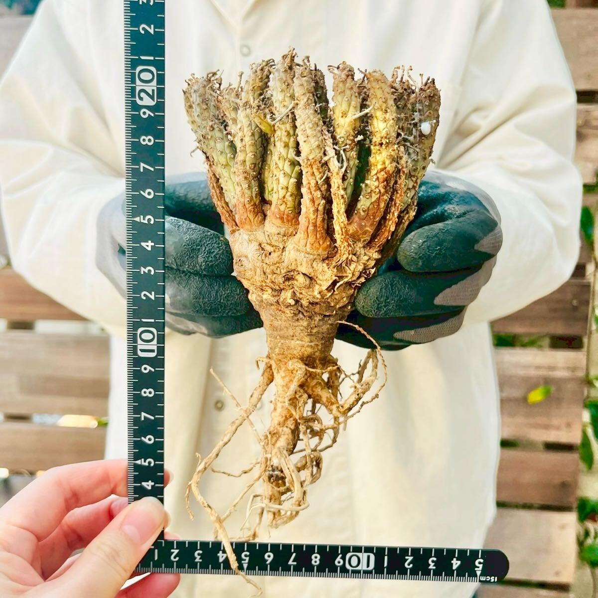 Yahoo!オークション -「euphorbia fusca」の落札相場・落札価格 Yahoo!オークション -「euphorbia fusca」の落札相場・落札価格