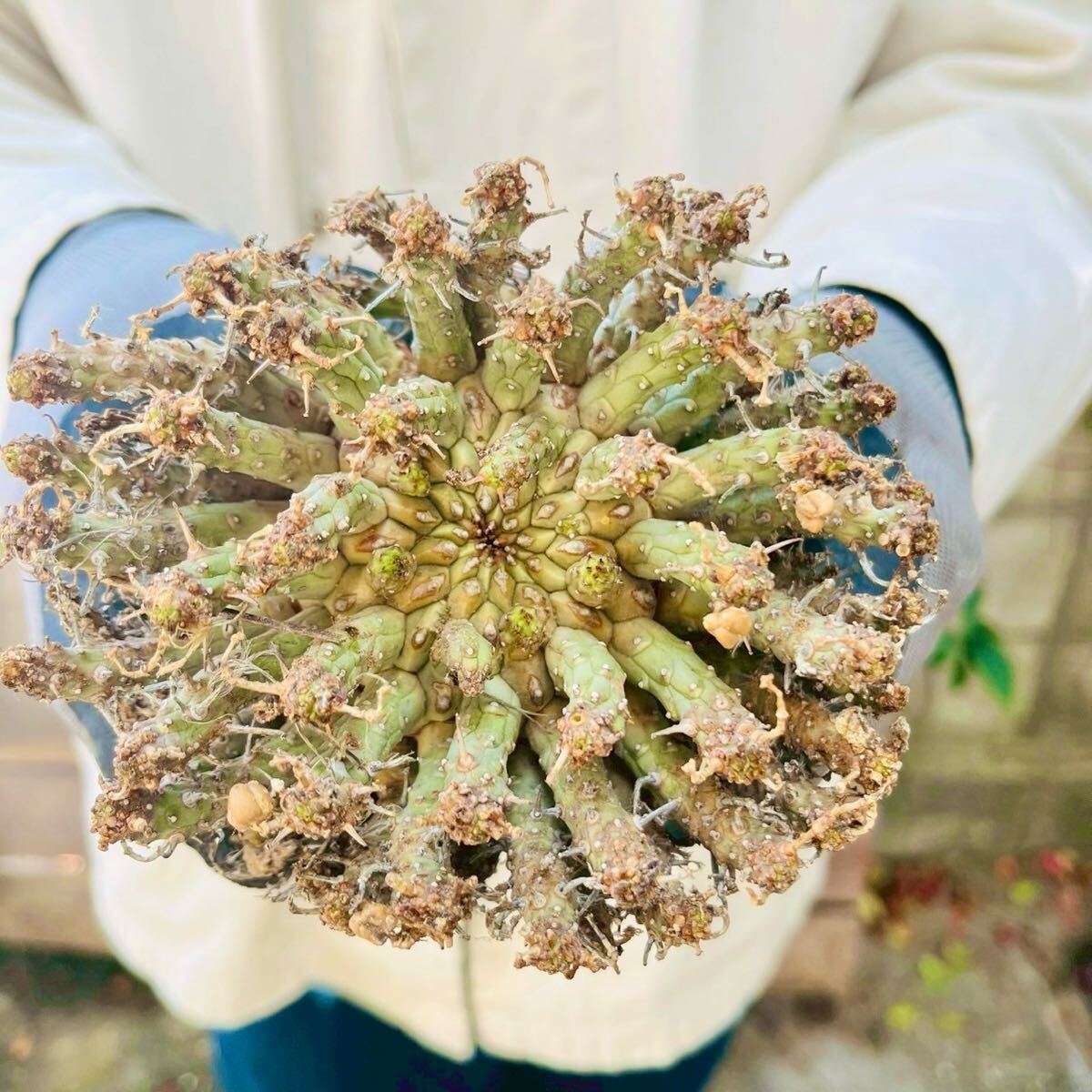 Yahoo!オークション -「euphorbia fusca」の落札相場・落札価格 Yahoo!オークション -「euphorbia fusca」の落札相場・落札価格