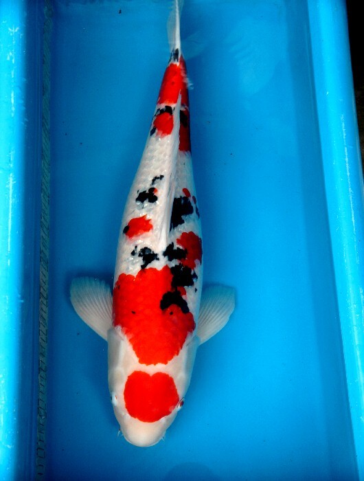 2025年最新】Yahoo!オークション - 錦鯉(魚類、水生生物 ペット