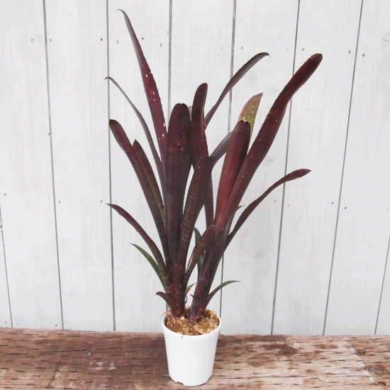 Billbergia 'Celtic rose' @bikamori.com ビルベルギア