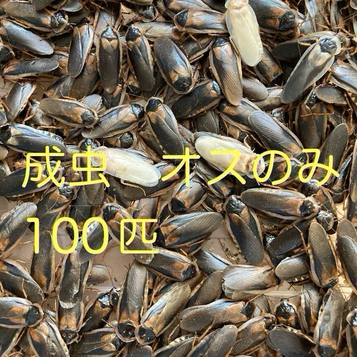 2025年最新】Yahoo!オークション -デュビア 100匹の中古品・新品 2025年最新】Yahoo!オークション -デュビア 100匹の中古品・新品