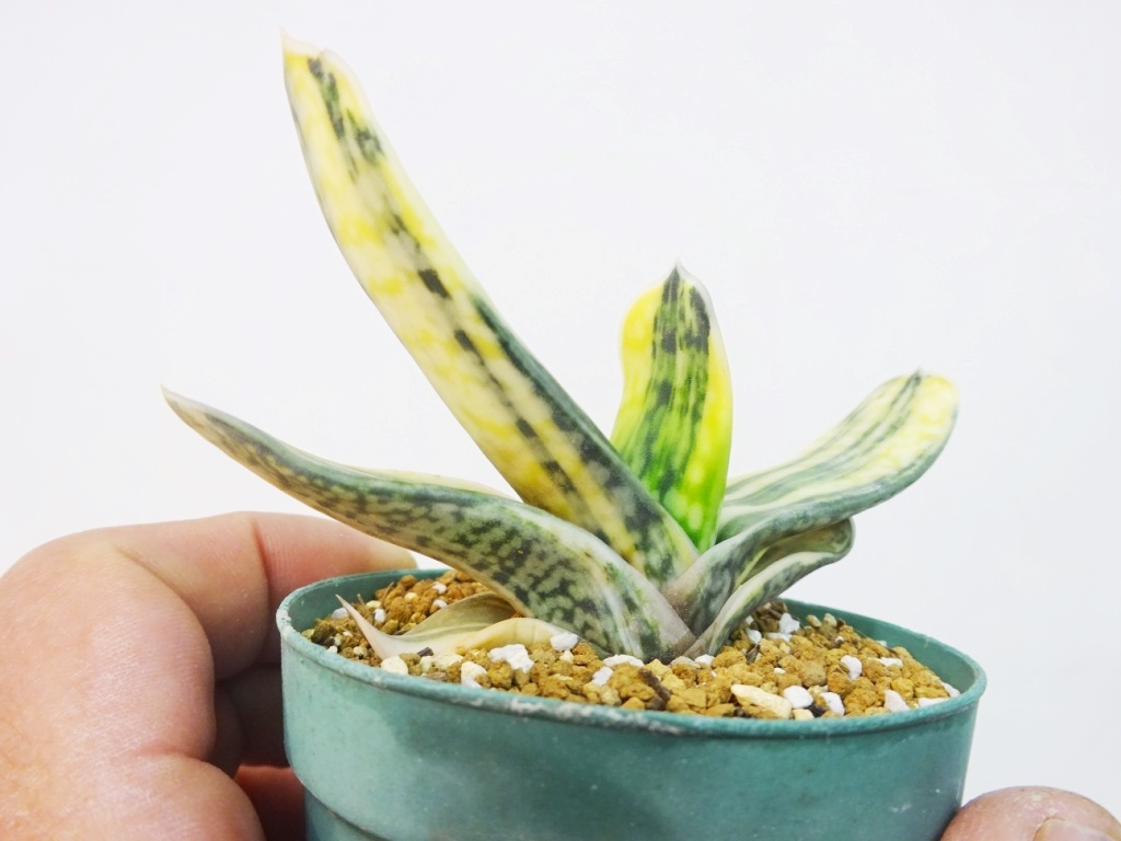 Yahoo!オークション -「鉾」(観葉植物) の落札相場・落札価格