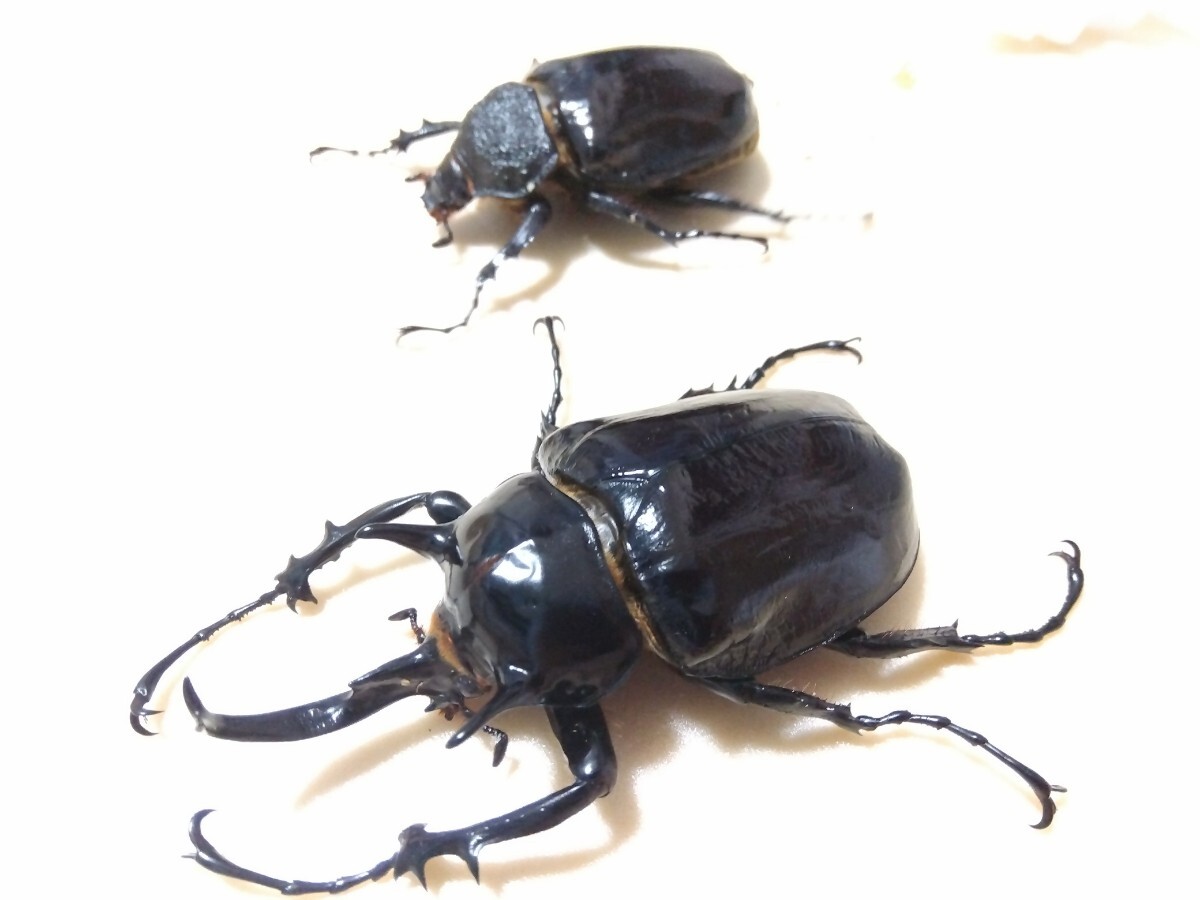 Yahoo!オークション -「マルスゾウカブト」(成虫) (カブトムシ