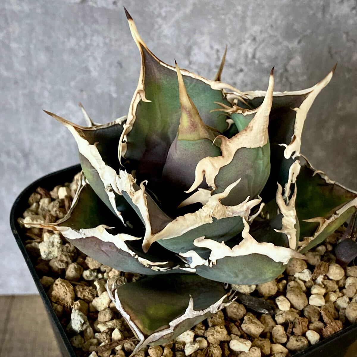 Yahoo!オークション -「コンパクタ」(アガベ) (観葉植物)の落札