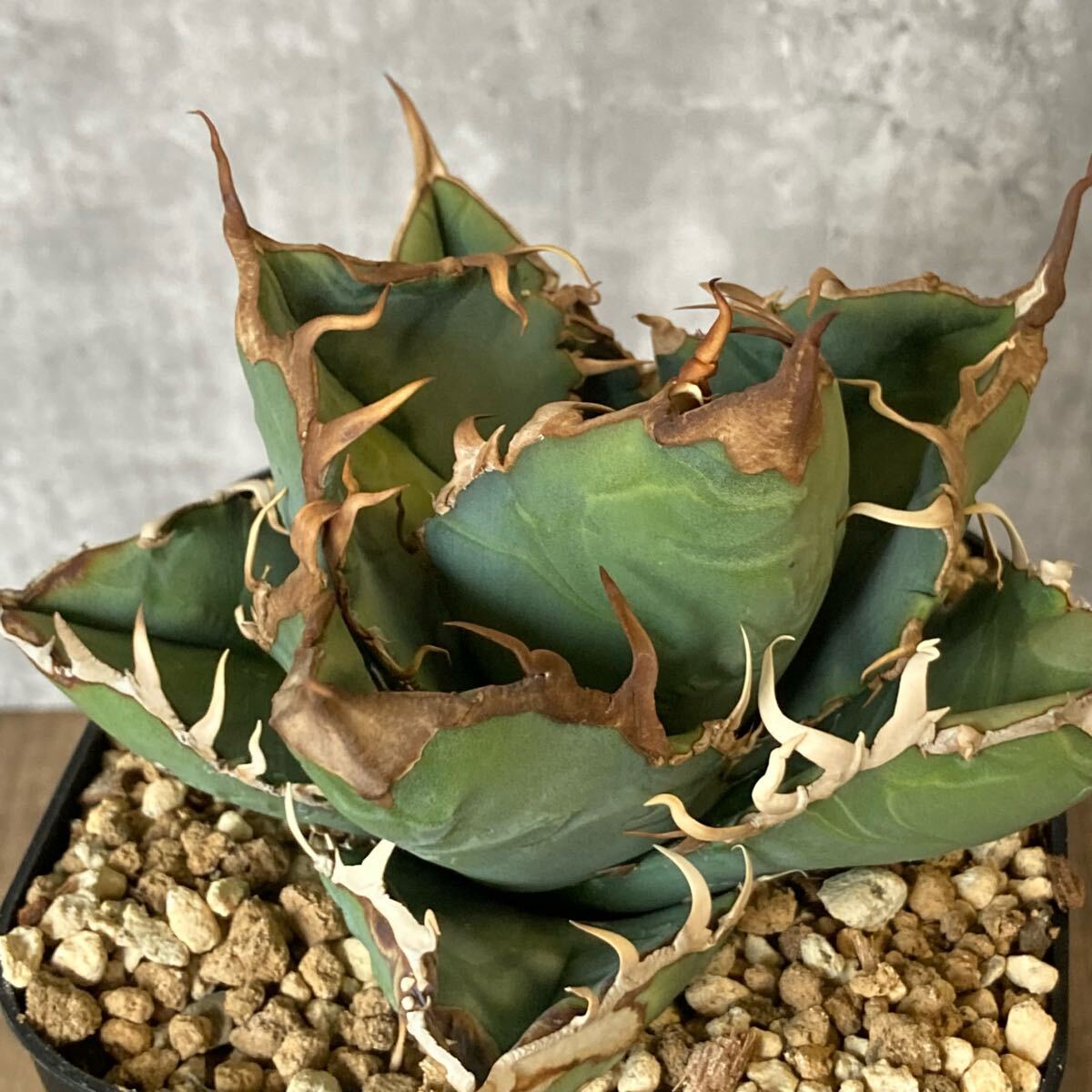 Yahoo!オークション -「ゴジラ」(アガベ) (観葉植物)の落札相場 Yahoo!オークション -「ゴジラ」(アガベ) (観葉植物)の落札相場