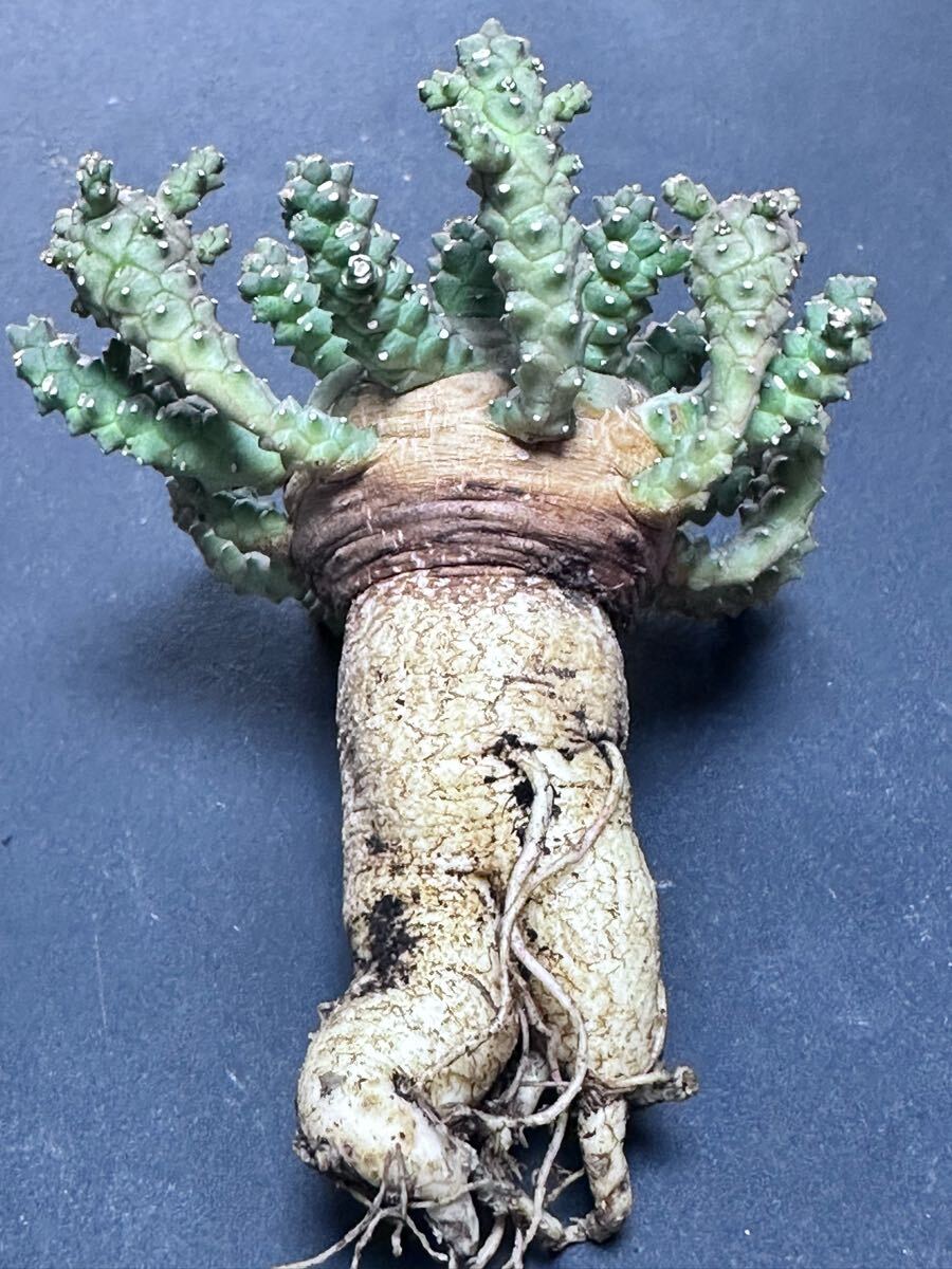 isla del pescado - Euphorbia brevirama-ユーフォルビア