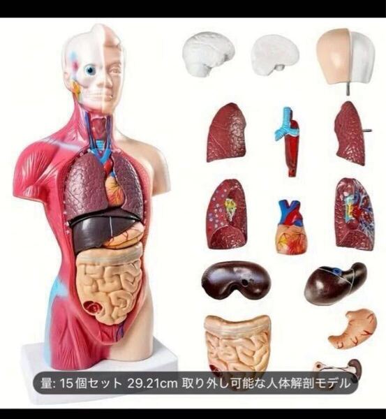 【新品】人体模型 全15パーツ 約30cm 人体構造模型 学習ツール 家庭〜臨床、授業、講習でも。