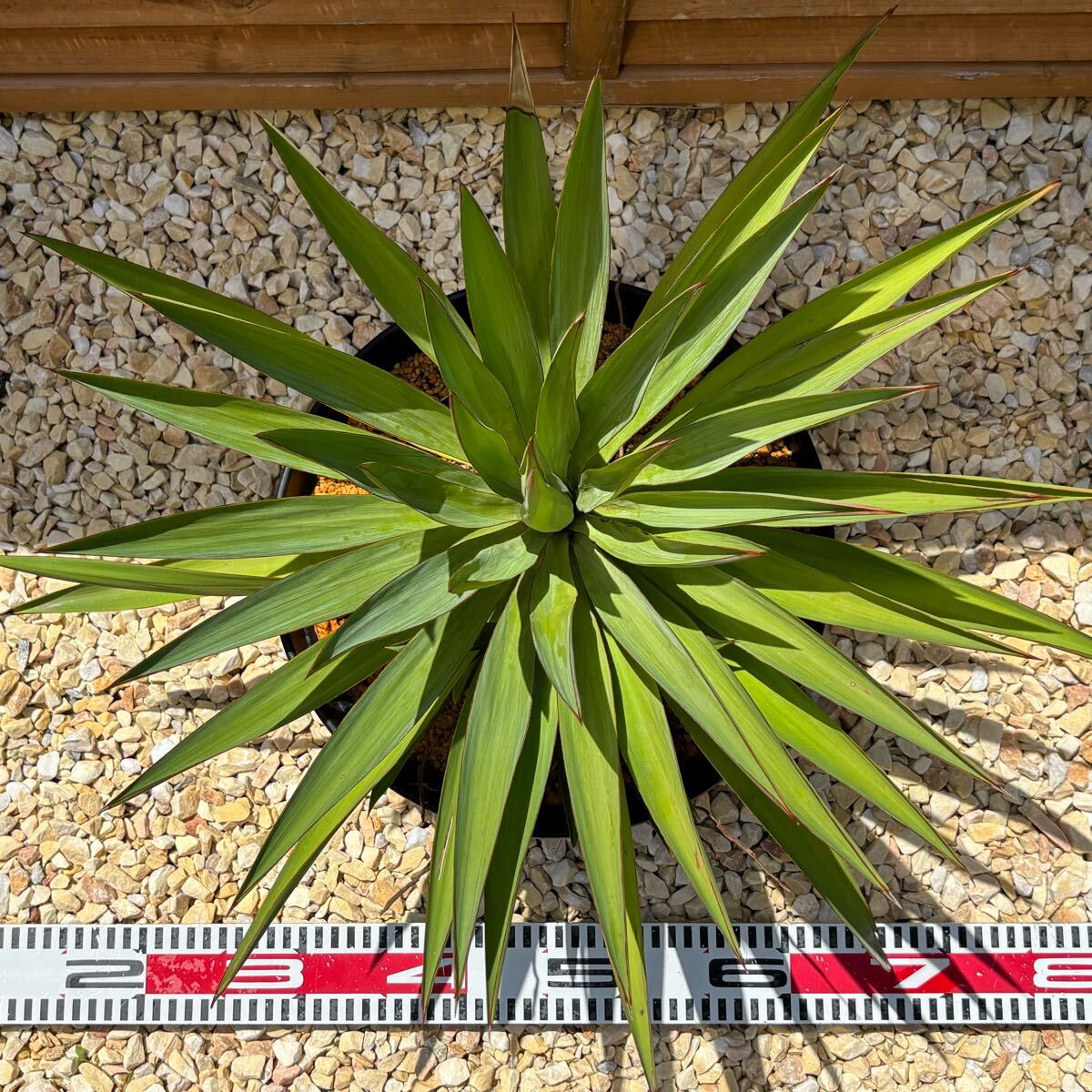 Yahoo!オークション -「キミガヨラン」(ユッカ) (観葉植物)の Yahoo!オークション -「キミガヨラン」(ユッカ) (観葉植物)の