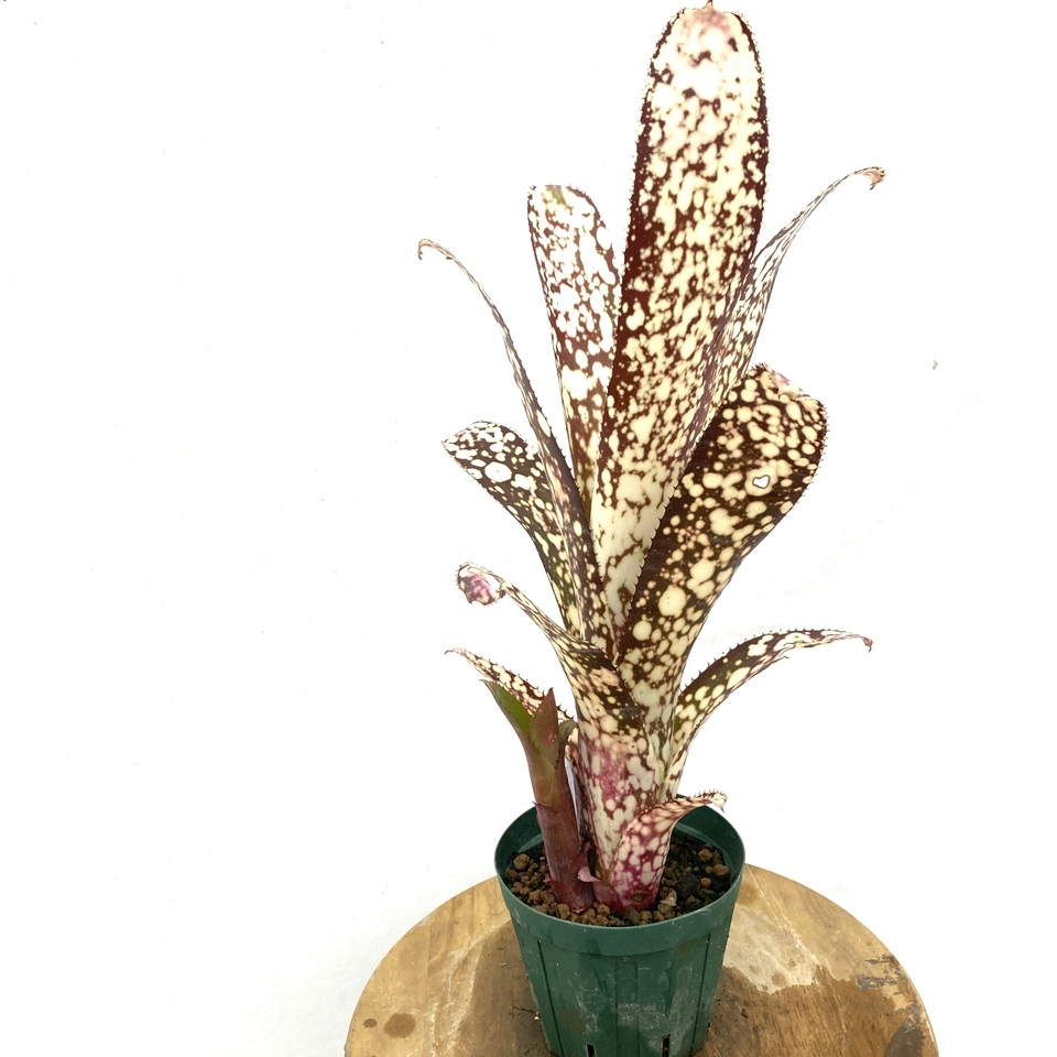 送料無料】Billbergia 'Talbot Mr Cooper'〔ビルベルギア〕現品