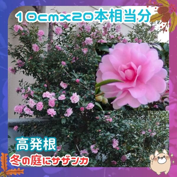 F山茶花◆冬花蕾付20本②◆挿し穂(根なし)サザンカピンク