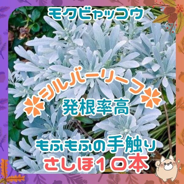 ◆10本②◆挿し穂(根なし)モクビャッコウシルバーリーフ◆もふもふの手触り◆ハーブの香