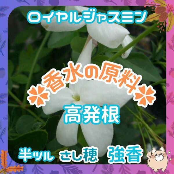10本【強香】香水の原料◆挿し穂(根なし)◆ロイヤルジャスミン半ツル性発根高確率