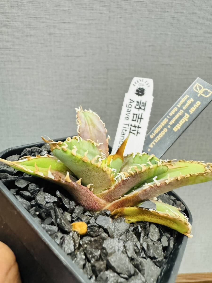 Yahoo!オークション -「ゴジラ」(アガベ) (観葉植物)の落札相場 Yahoo!オークション -「ゴジラ」(アガベ) (観葉植物)の落札相場