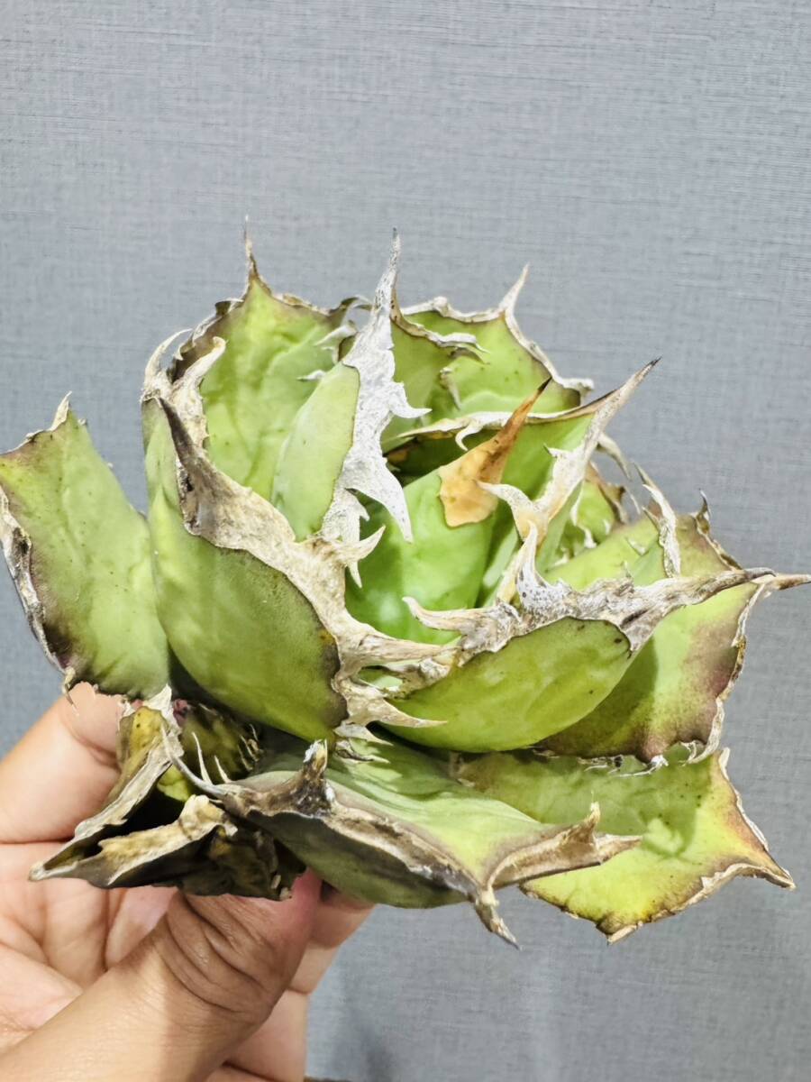 Yahoo!オークション -「烈焔」(アガベ) (観葉植物)の落札相場 Yahoo!オークション -「烈焔」(アガベ) (観葉植物)の落札相場