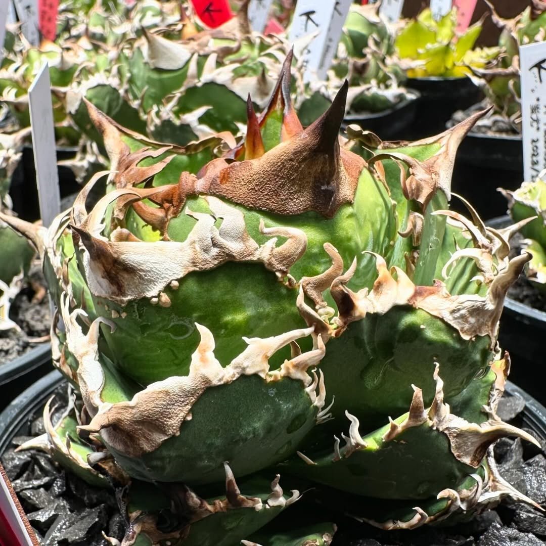 Yahoo!オークション -「ハデス」(アガベ) (観葉植物)の落札相場 Yahoo!オークション -「ハデス」(アガベ) (観葉植物)の落札相場