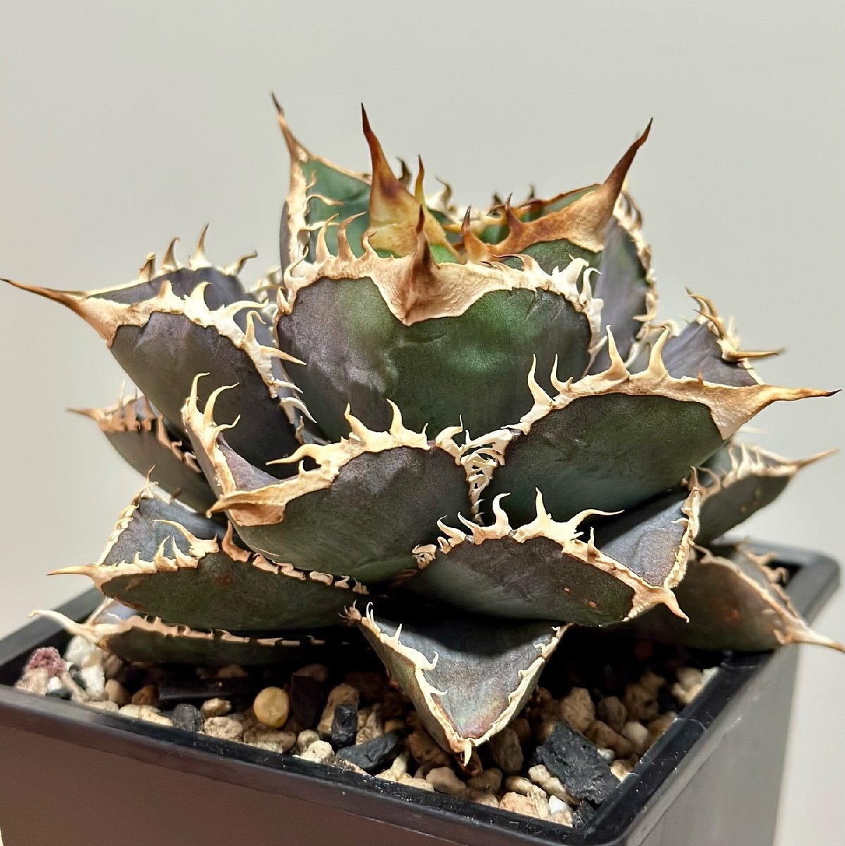 Yahoo!オークション -「阿修羅」(観葉植物) の落札相場・落札価格 Yahoo!オークション -「阿修羅」(観葉植物) の落札相場・落札価格
