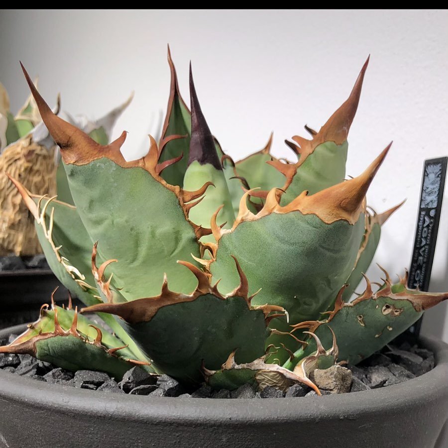Yahoo!オークション -「黒豹」(観葉植物) の落札相場・落札価格 Yahoo!オークション -「黒豹」(観葉植物) の落札相場・落札価格