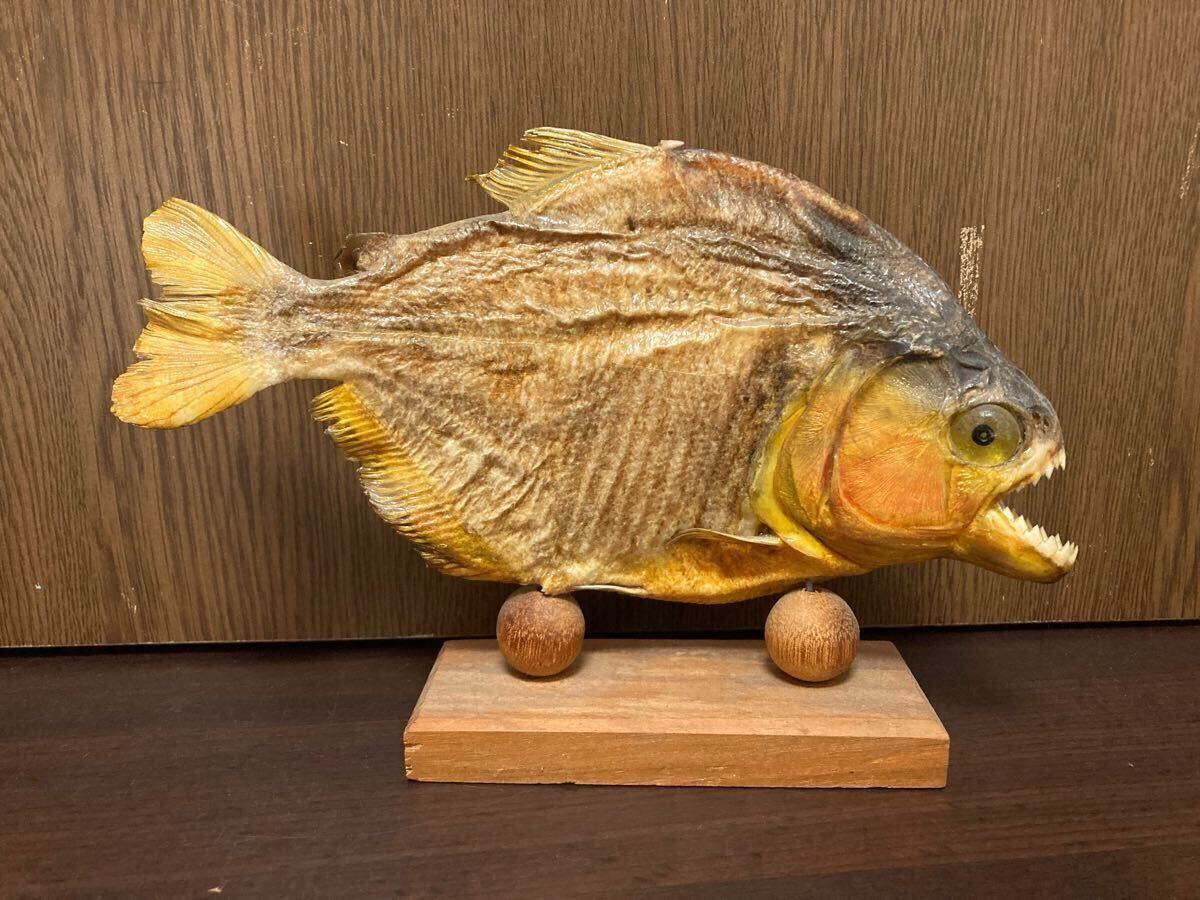2025年最新】Yahoo!オークション -剥製 魚の中古品・新品・未 2025年最新】Yahoo!オークション -剥製 魚の中古品・新品・未