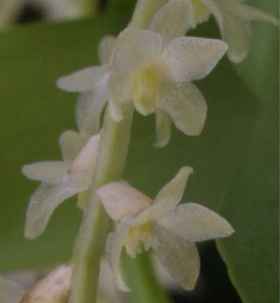 dendrochilum longibulbum パルダリウム 着生ラン