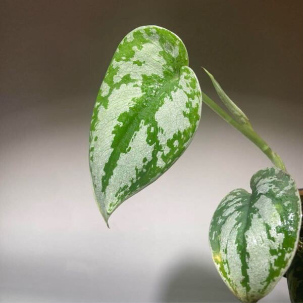 Scindapsus pictus silver Metallic 熱帯植物 スキンダプサス Scindapsus 斑入り