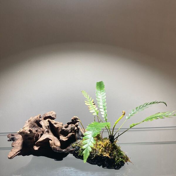 Blechnum obtusatum. ブレクナム ADA流木活着 レイアウト ニューカレドニア シダ植物 ホーンウッド