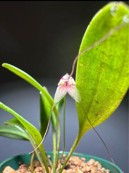 masdevallia nidifica 南米ミニチュアラン 原種小型ランパルダリウム 洋蘭原種